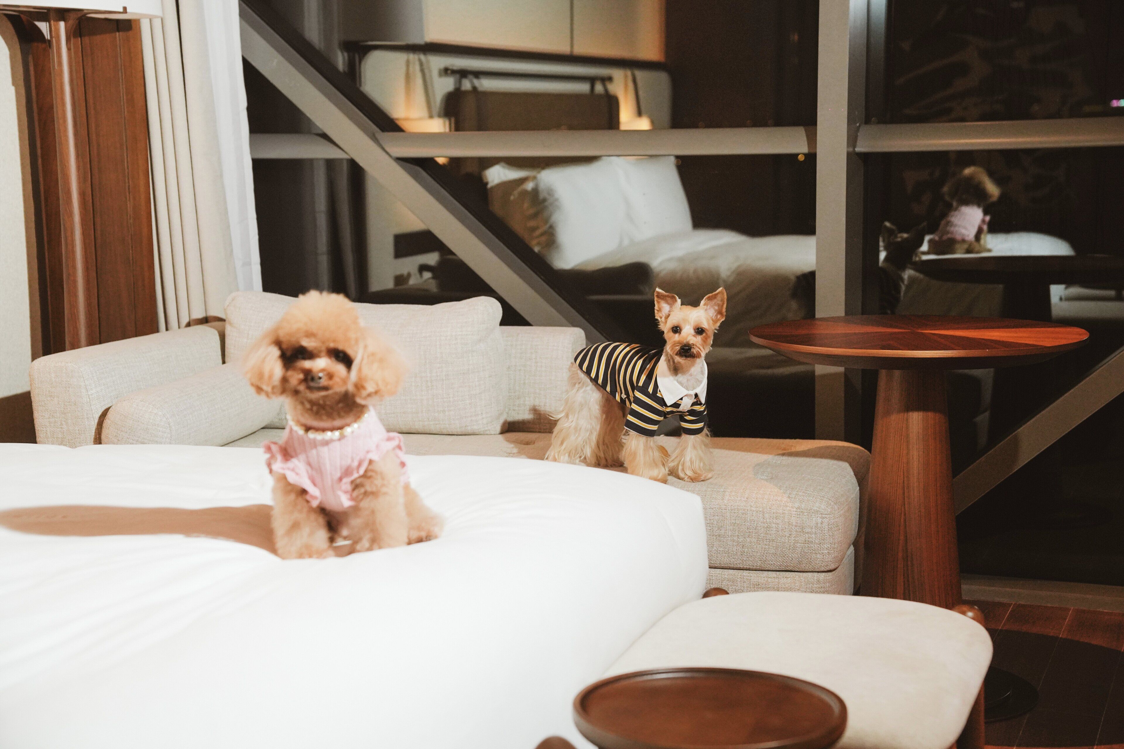 Standard Room, 1 King Bed (Pet Friendly) | Premium bedding, free minibar, in-room safe, blackout curtains