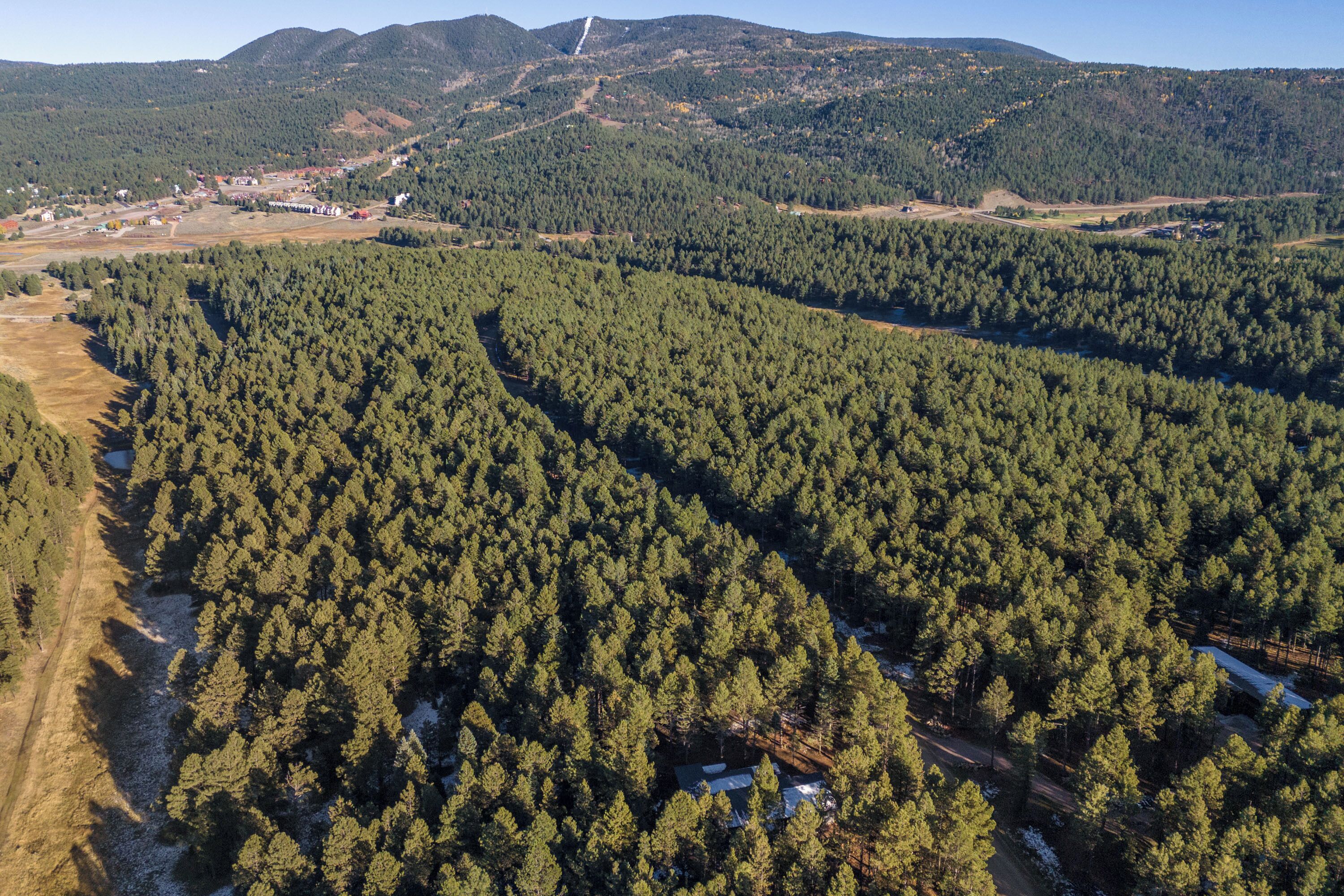 Une zone boisée avec un chemin dégagé et un petit bâtiment.