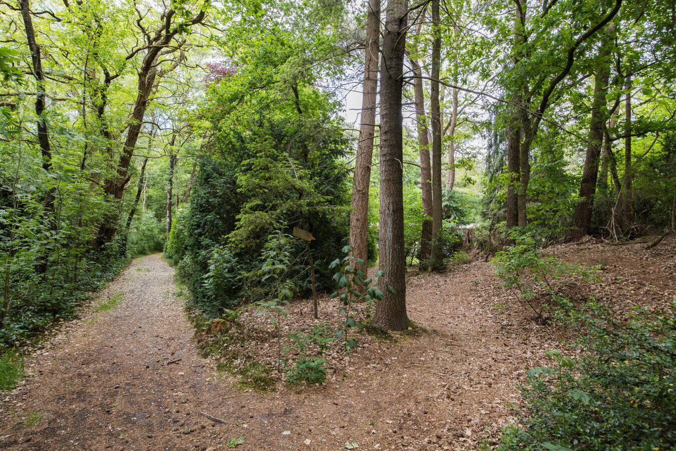 A forest path surrounded by dense greenery and trees.