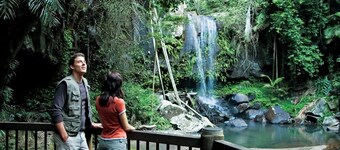 Whispering Leaves Tamborine Mountain