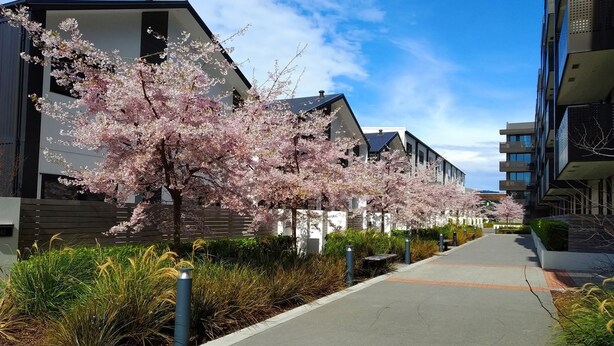 A modern residential area with cherry blossom trees lining a paved walkway. - Christchurch Central Apartment, Free Parking, 2-3 Beds (Christchurch)
