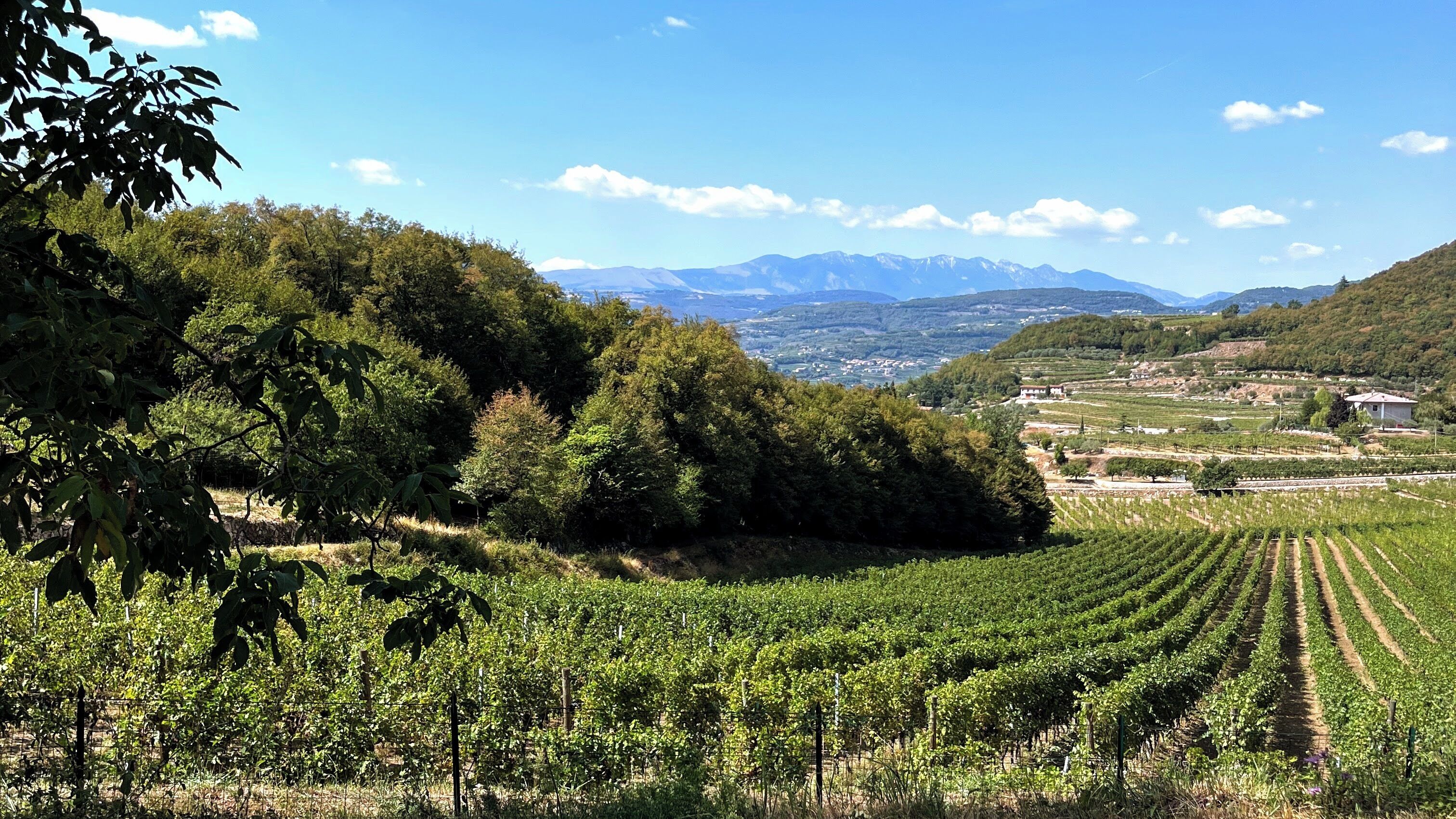A vineyard with rows of grapevines, a hillside with trees, and a distant mountain range under a clear sky.