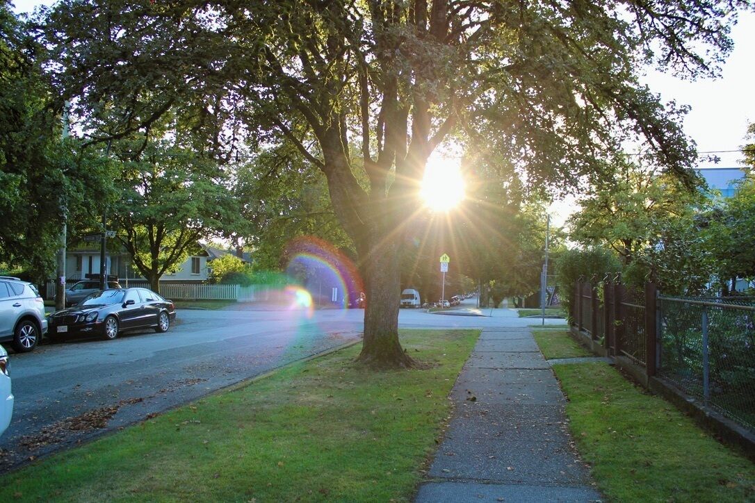 A tree-lined street with parked cars and a sidewalk.