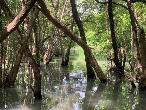 A mangrove forest with waterlogged trees and reflections.