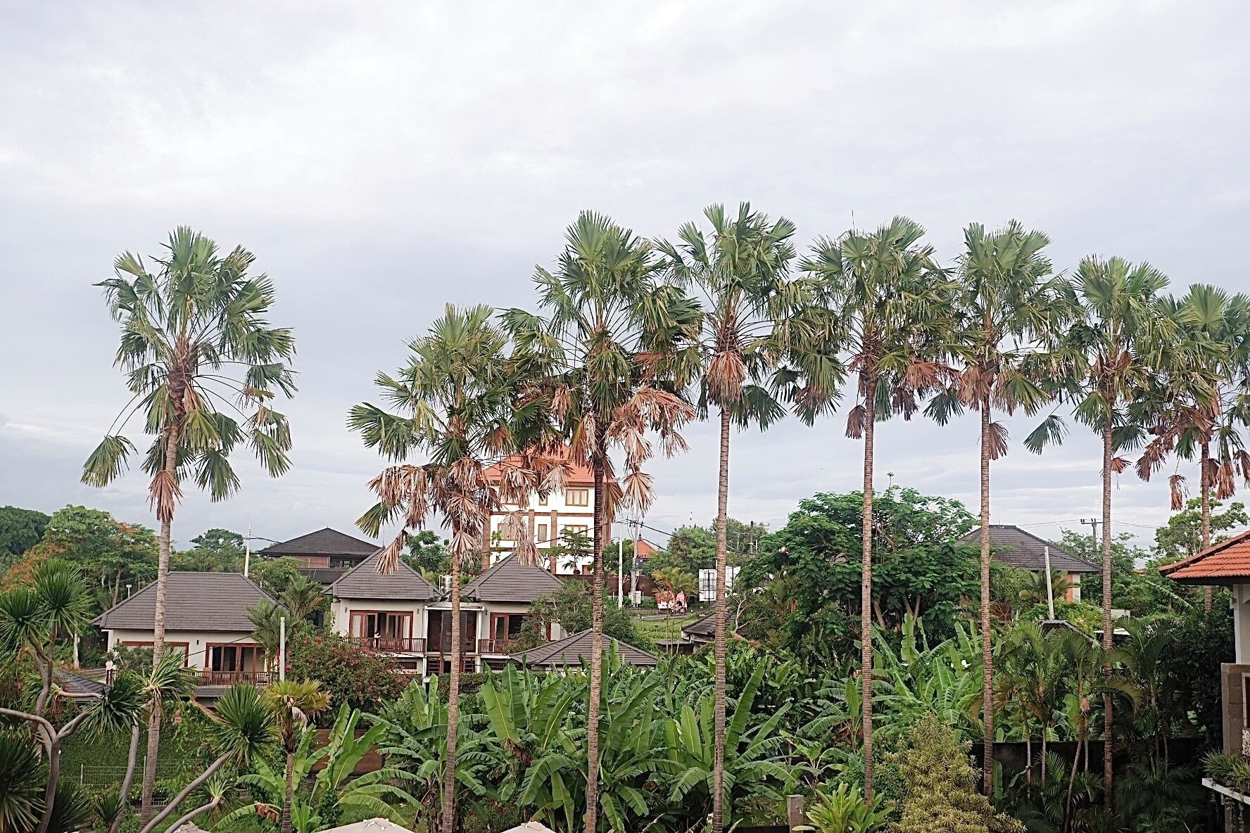 A residential area with multiple houses, surrounded by tall palm trees and dense vegetation.