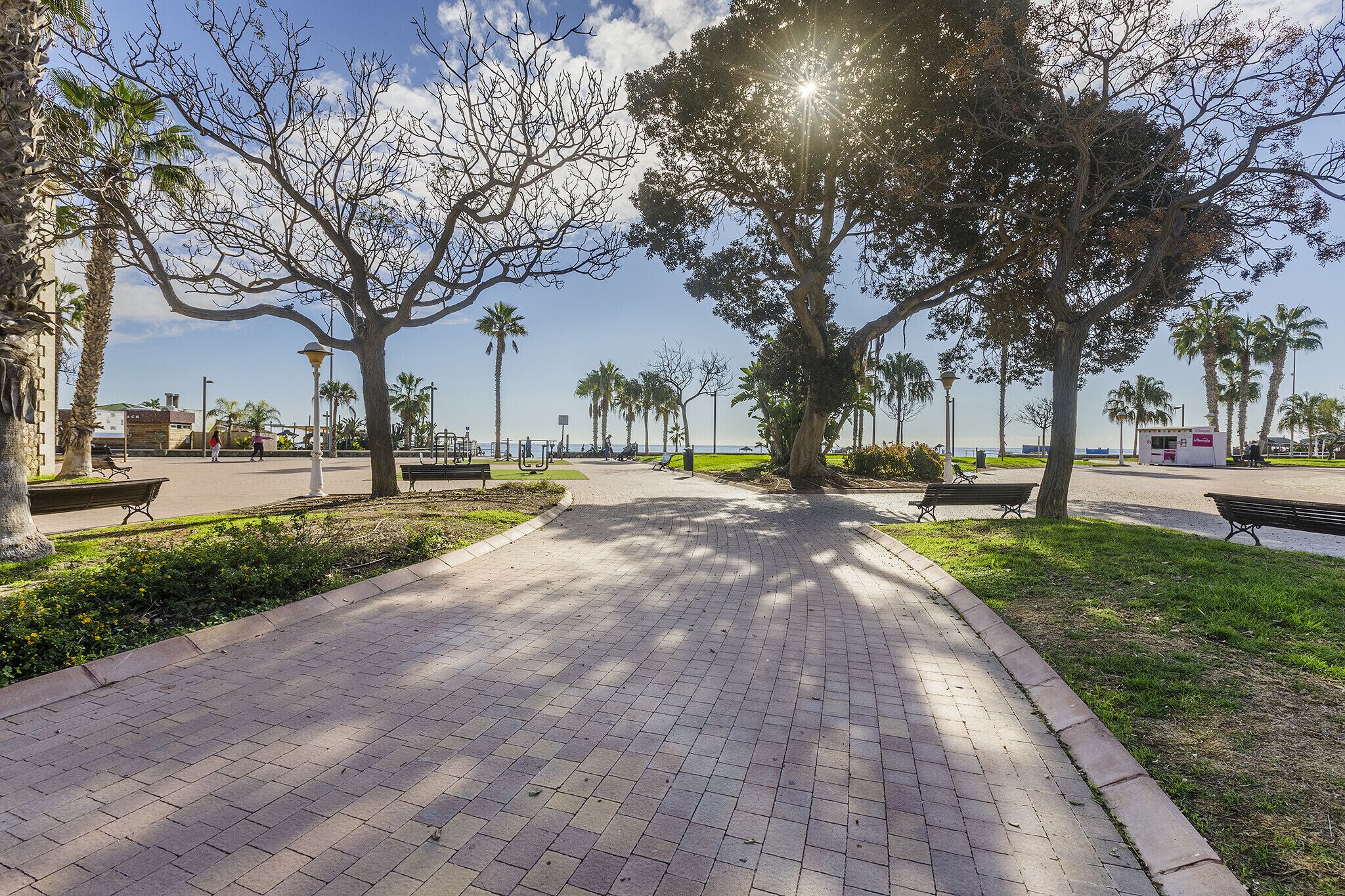 A paved pathway in a park with benches and trees.