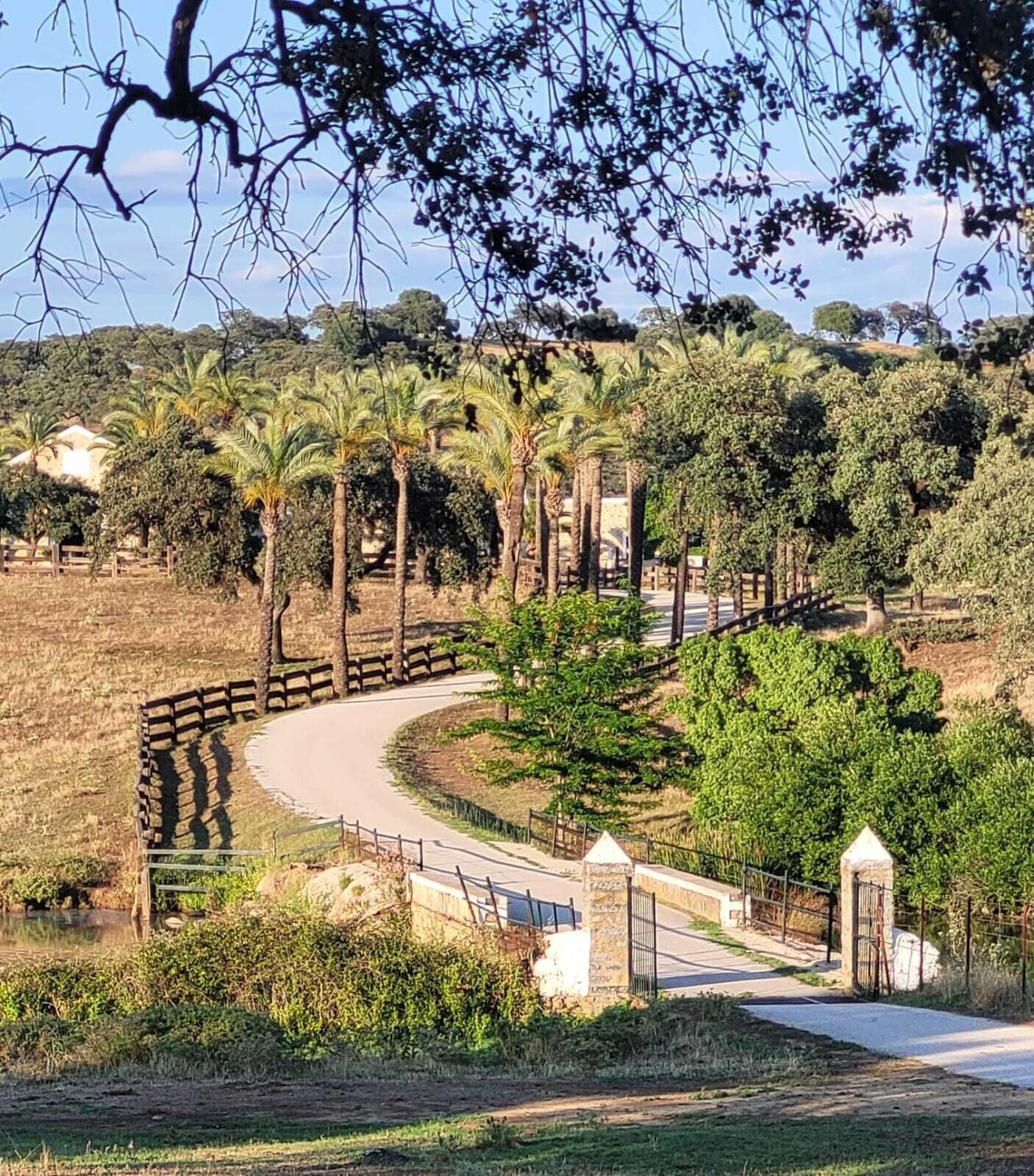 A winding road with a stone fence and palm trees.