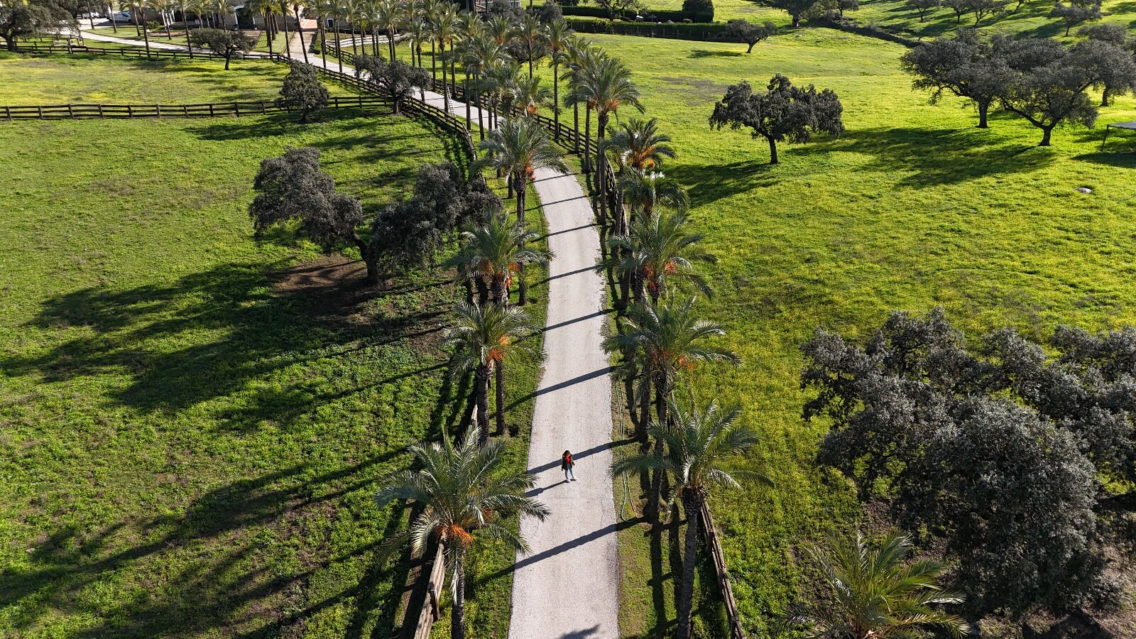 A pathway lined with trees and a grassy area.