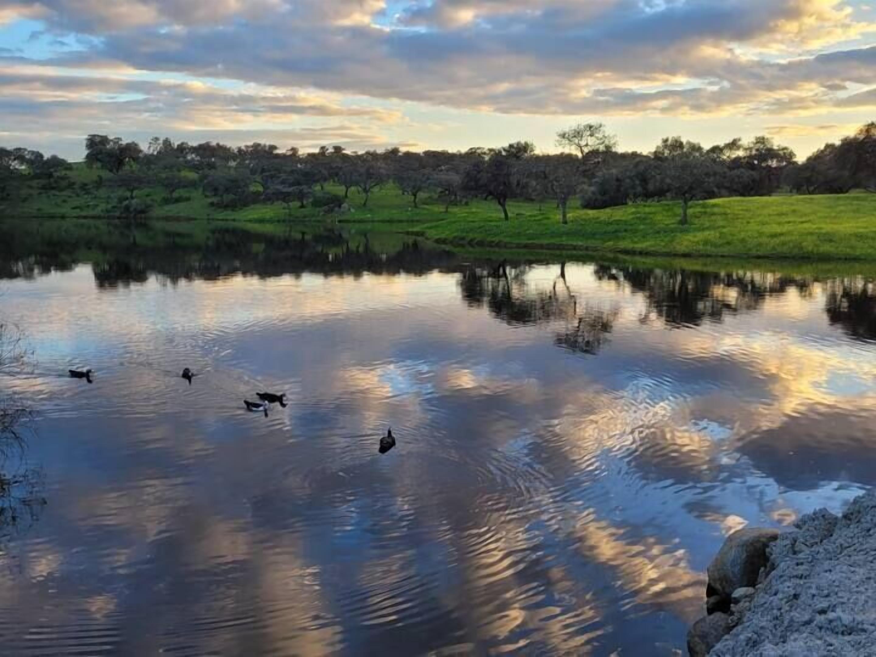 Un lago tranquilo con patos nadando, rodeado de árboles y zonas verdes.