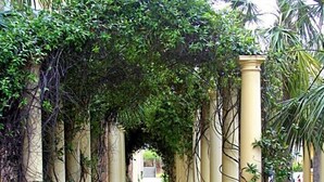 A pathway flanked by columns and covered with greenery, leading to a building entrance.