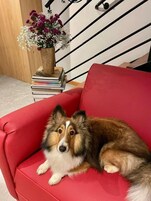 Un divano rosso con un cane sdraiato sopra.