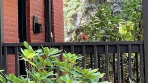 A covered outdoor area with a wooden ceiling, a black railing, and a red brick wall. - Petite+Perfect Modern Pad: parking+laundry+yard (Burlington)