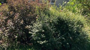 Un edificio con due finestre e un tetto piano, circondato da fitta vegetazione.
