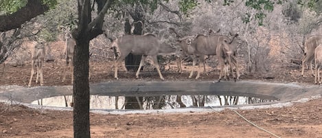 Un grupo de ciervos en un espacio naturalizado con un estanque y zonas de césped.