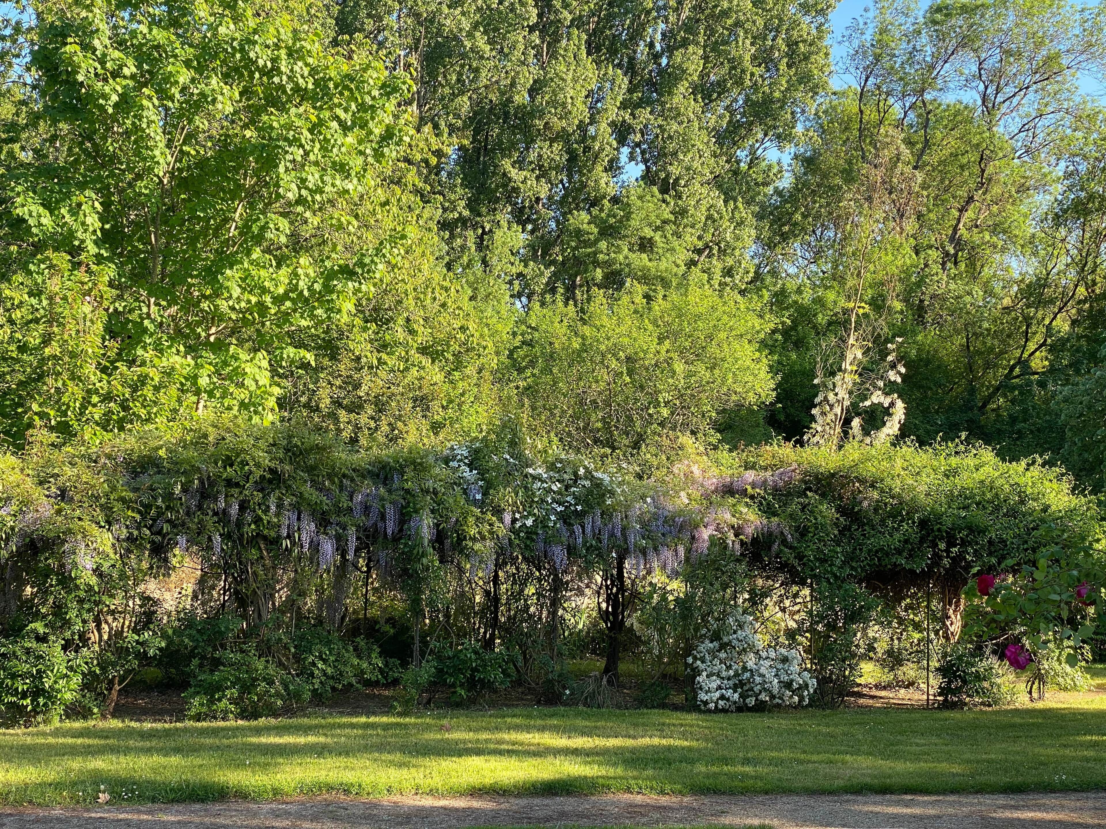A lush garden with dense foliage, a variety of flowering plants, and a clear sky.