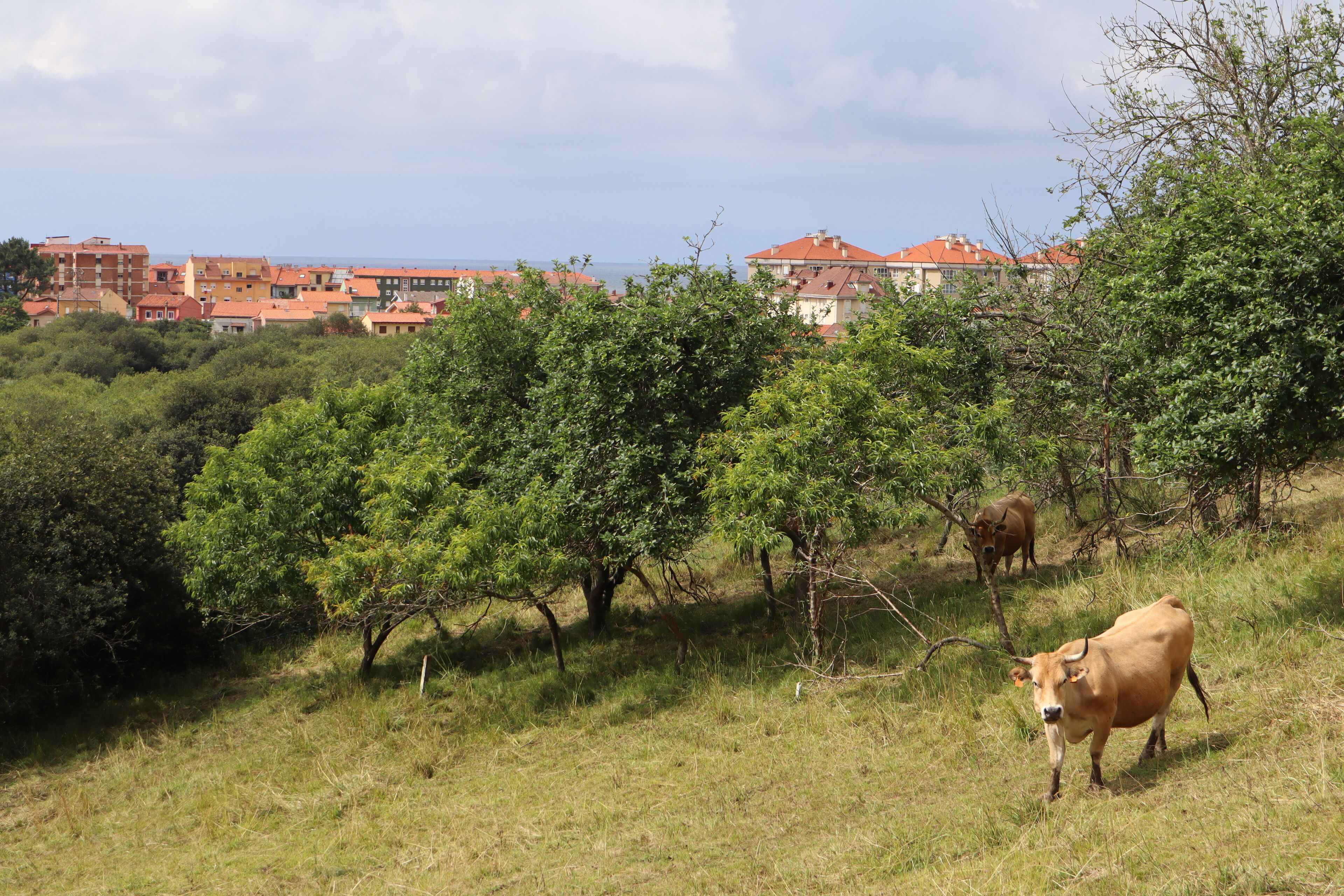 Paisaje rural con una vaca pastando, árboles y edificios al fondo.