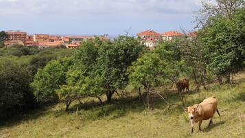 Paisaje rural con una vaca pastando, árboles y edificios al fondo.