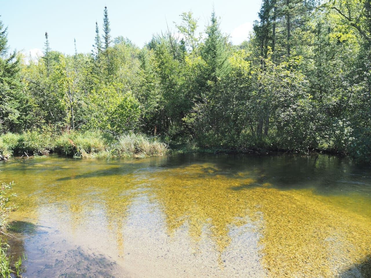 Un río rodeado de densa vegetación.