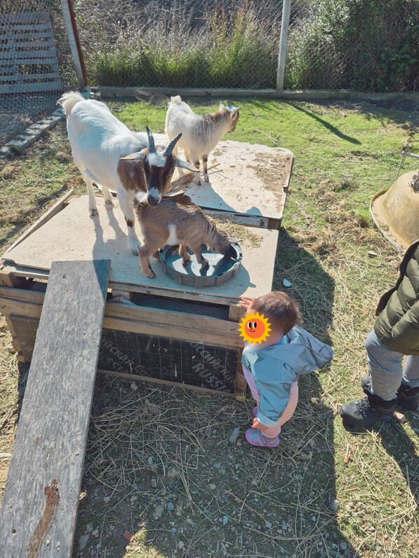 A child observing goats on a wooden platform with a metal bowl. - ÖZLEMKÖY (Seferihisar)