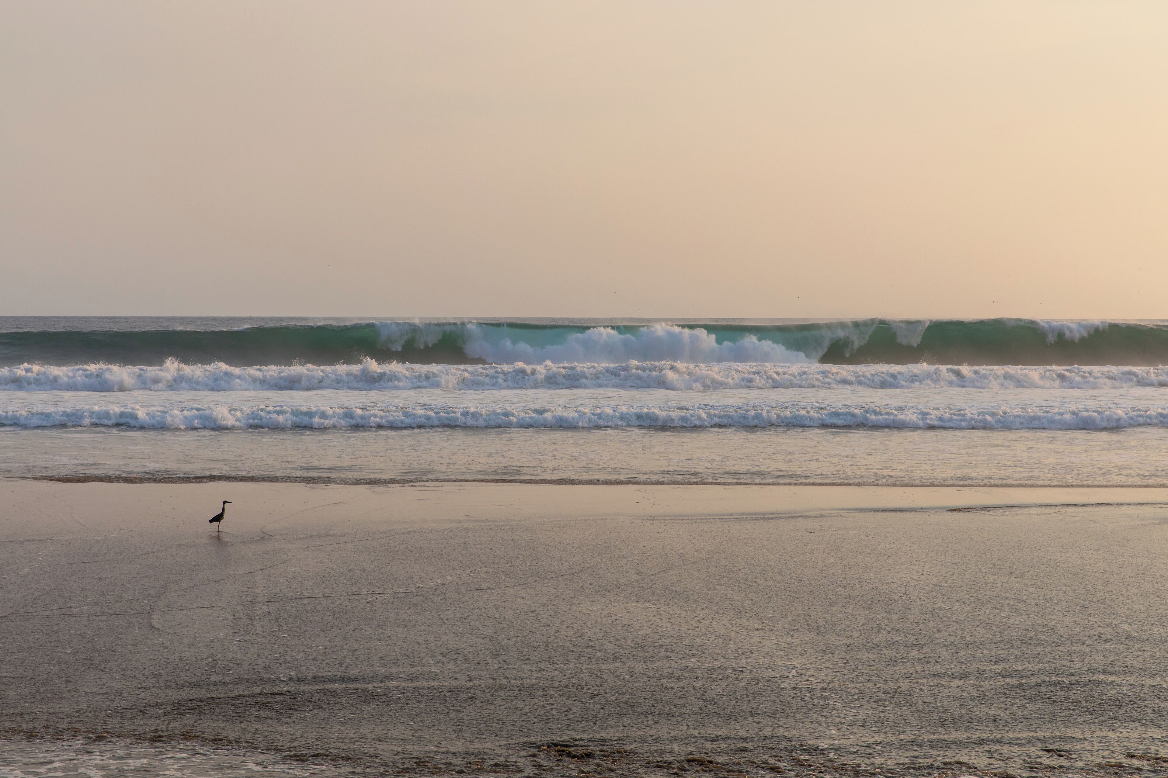 A beach with waves and a bird on the sand.