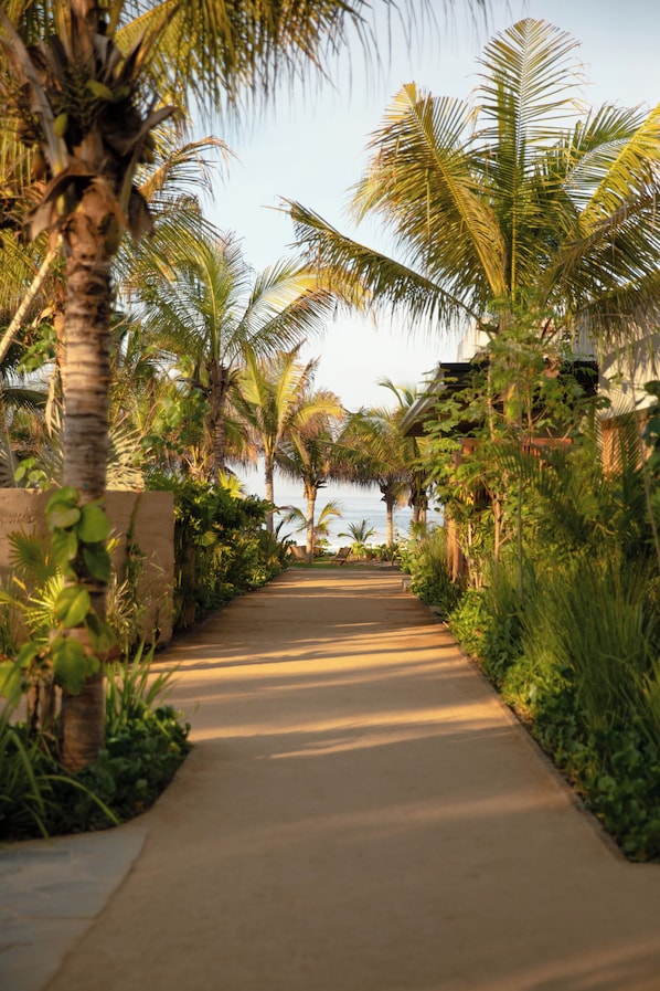 A pathway lined with palm trees and lush greenery, leading towards a body of water.