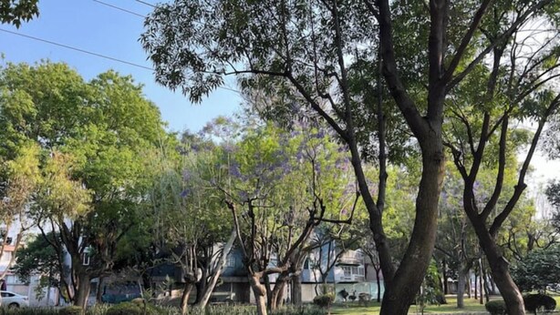 Un jardín bien cuidado con varios árboles y arbustos, un césped impecable y un edificio con techo a dos aguas al fondo.