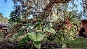 A large tree with Spanish moss, a well-maintained lawn, and a building with a red roof in the background. - Lakeview Escape Kayaks (Inverness)