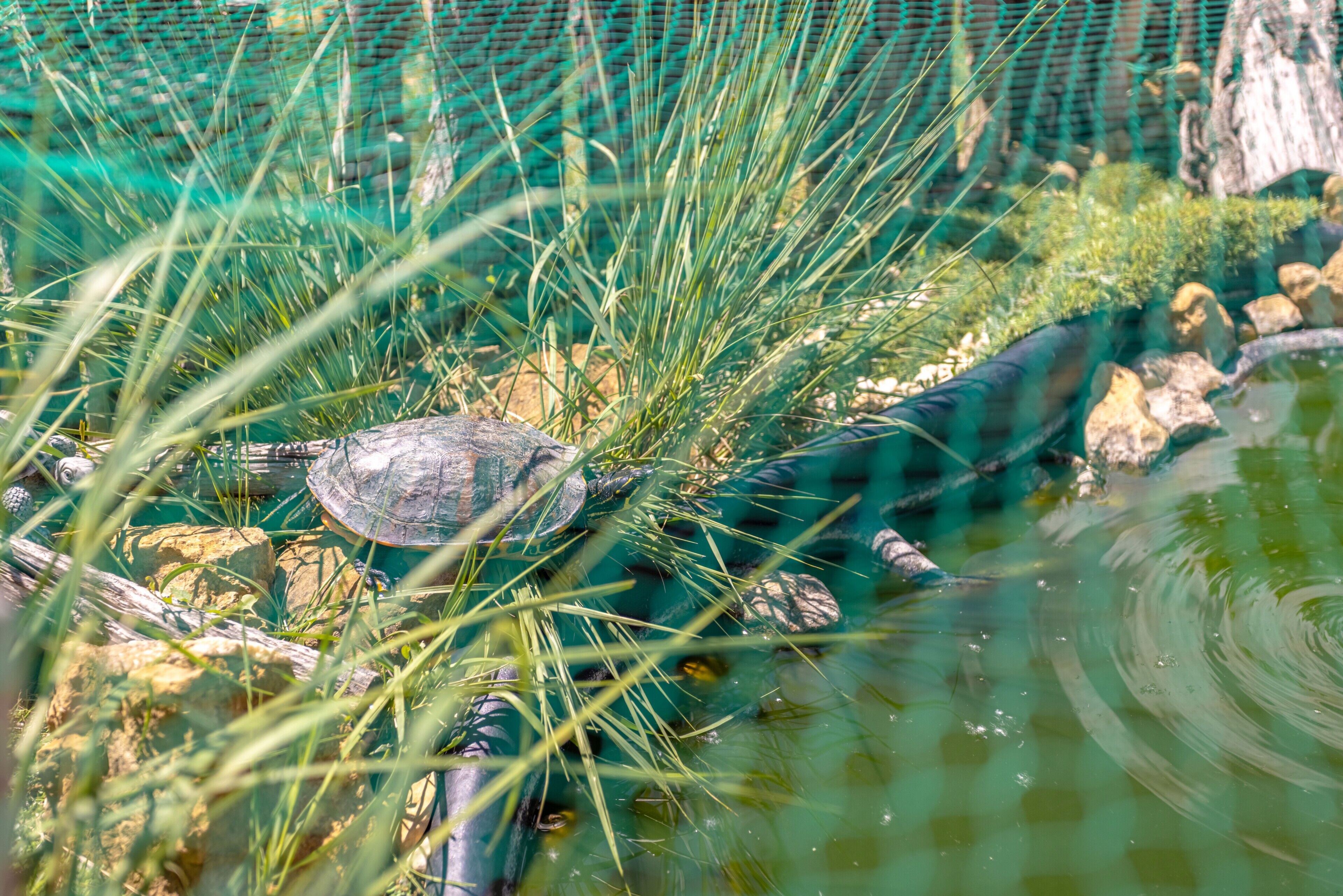 Una tortuga en un hábitat natural con rocas, agua y plantas verdes.