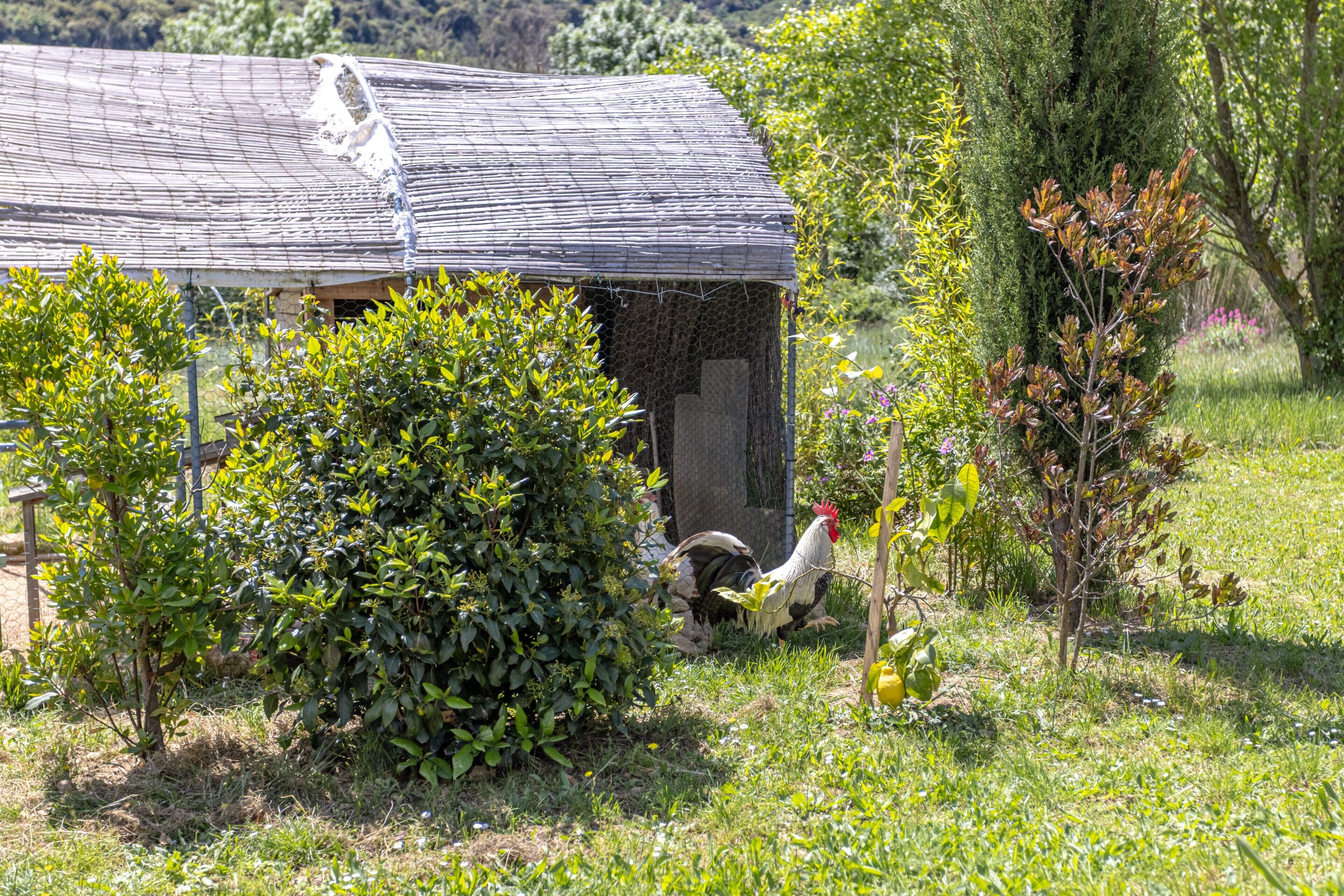 A rustic wooden barn with a wire mesh door, surrounded by lush greenery and a small tree.