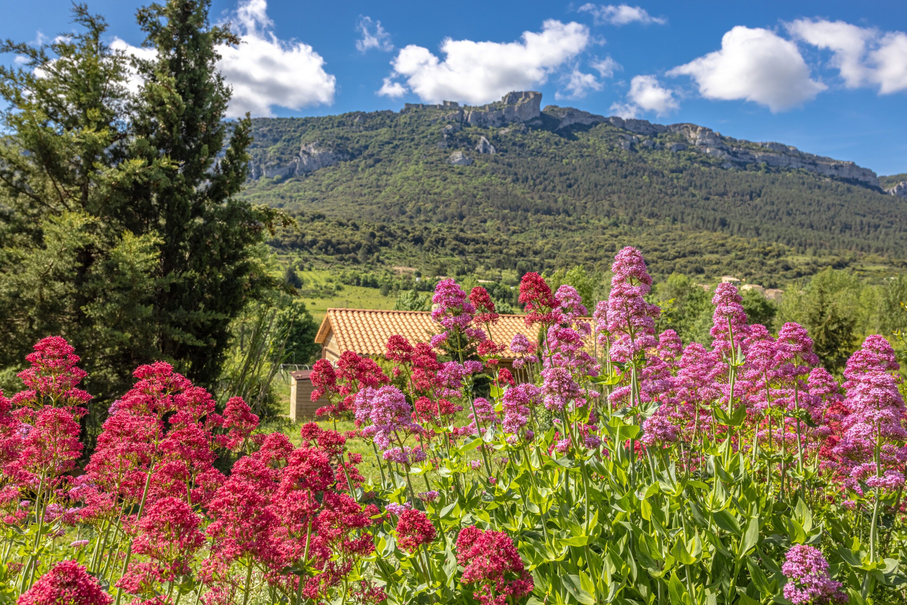Un paysage rural avec une montagne, une maison avec un toit rouge et des fleurs roses au premier plan.