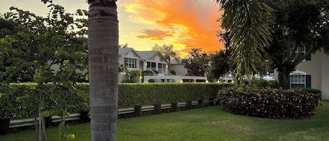 A residential area with a well-maintained lawn, a palm tree, and a hedge with pink flowers.