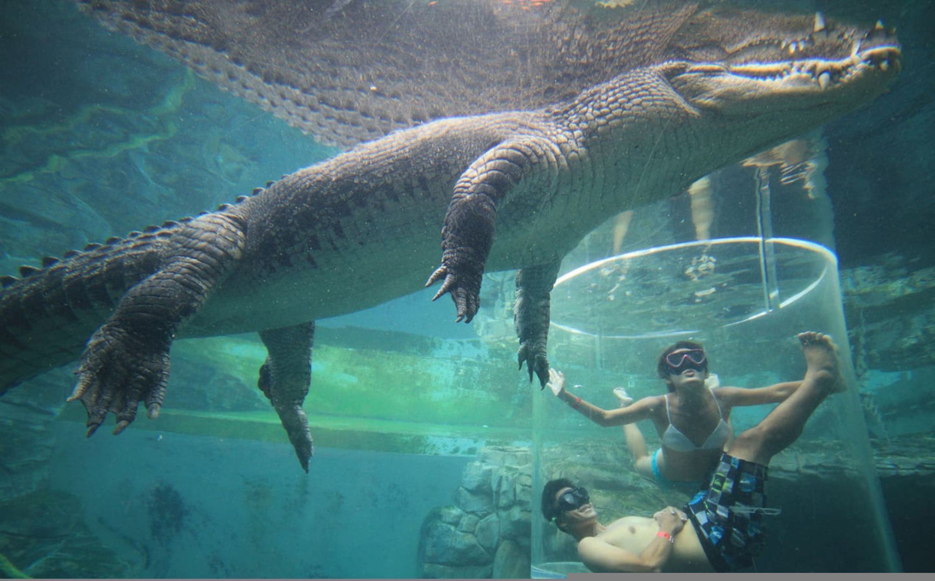 An underwater scene with a large crocodile and people in a transparent cylindrical enclosure.