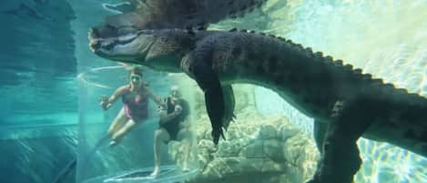 Ein großer Alligator in einem Aquarium, darunter befindet sich eine Person auf einer Glasplattform.