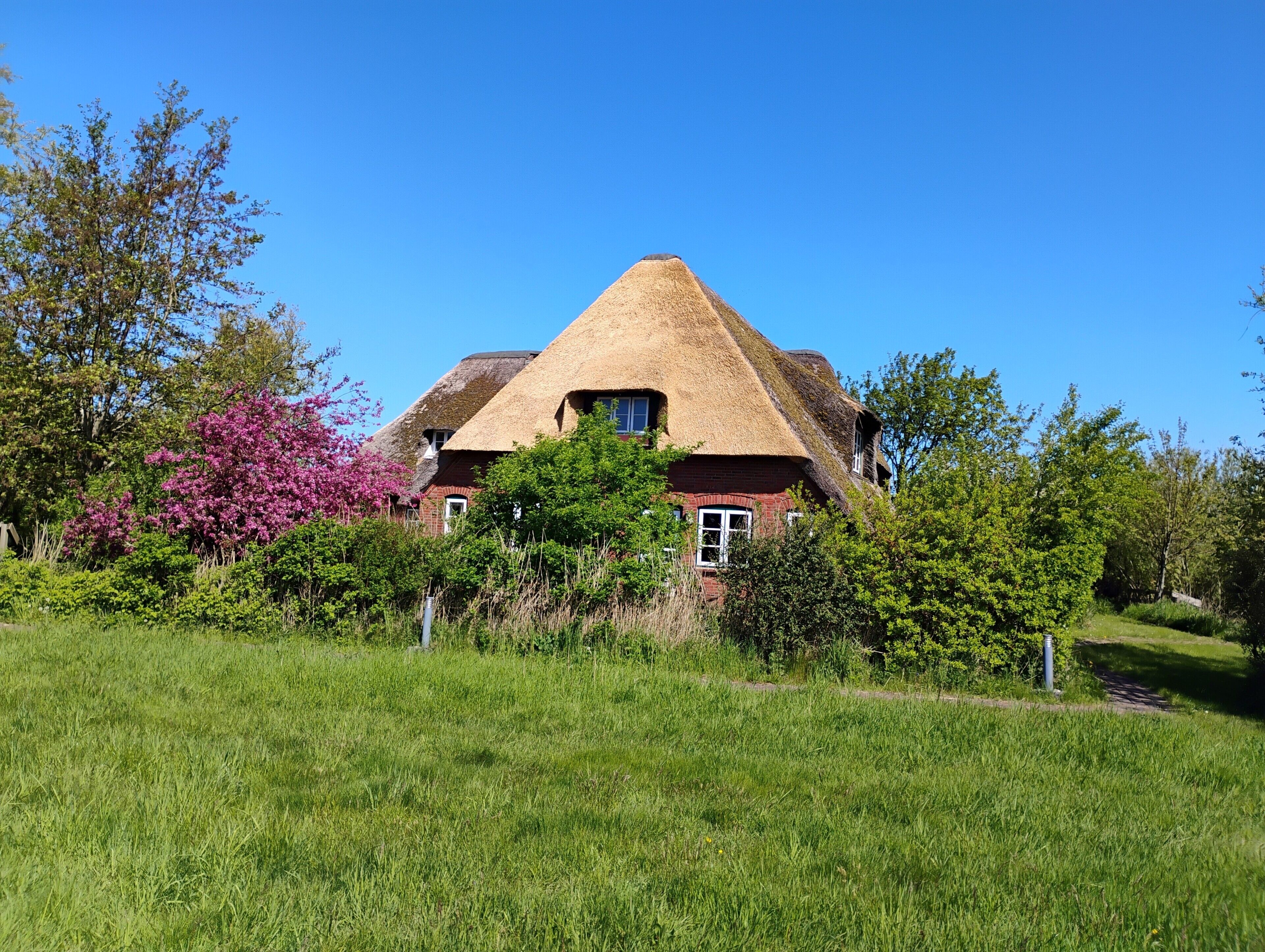 A traditional thatched-roof house surrounded by lush greenery and flowering bushes.