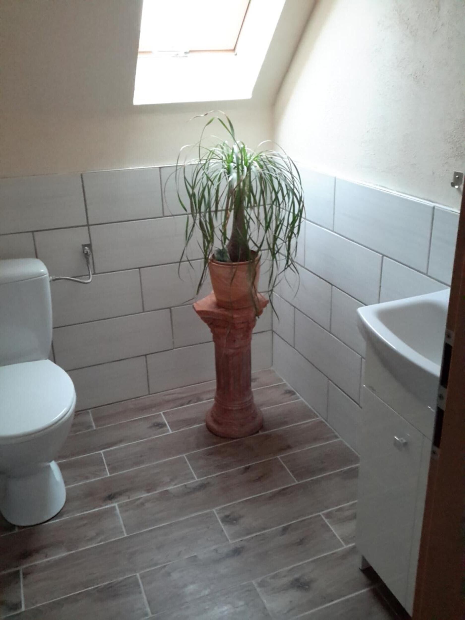 A bathroom with a toilet, a pedestal sink, and a potted plant.