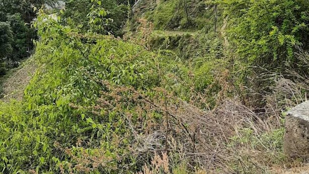 A traditional building with a multi-tiered roof, situated on a hillside surrounded by dense vegetation and mountains in the background. - Snow View Homestay (Sainj)