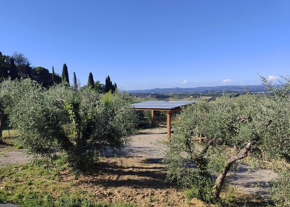An olive grove with a solar panel structure.