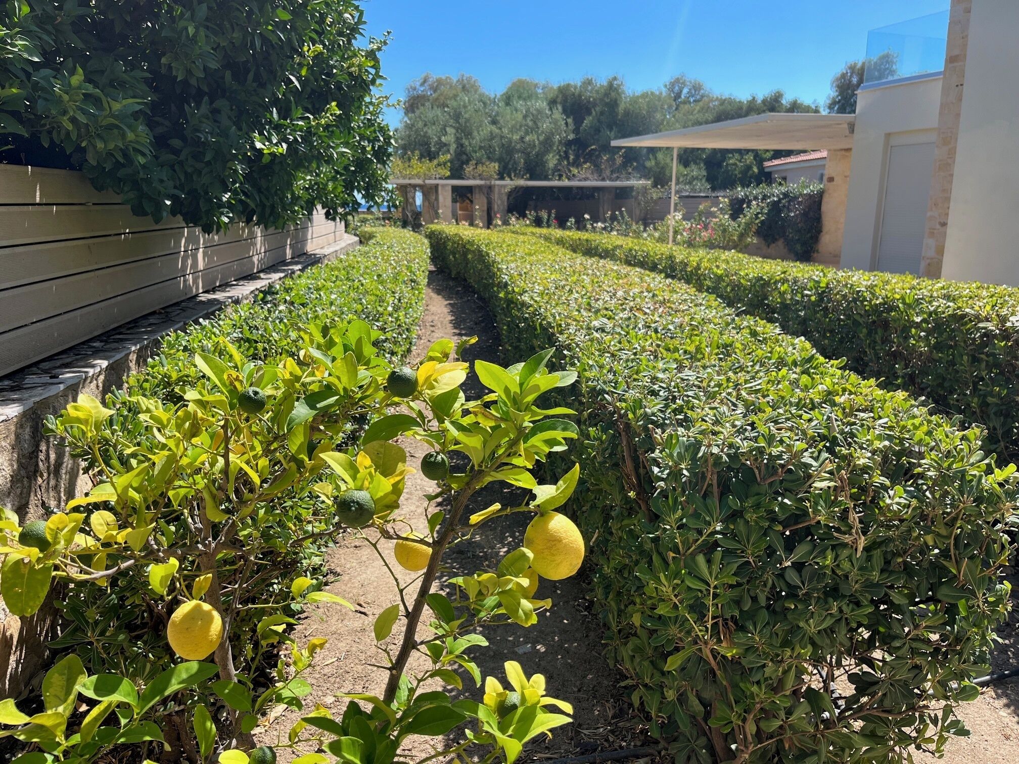 A garden with neatly arranged plants and a pathway.
