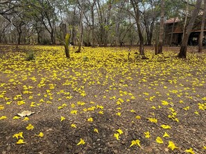Exterior - Finca Avellanas  (Tamarindo)