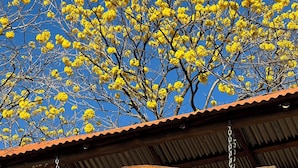 A wooden sign with the text "Finca Avellanas" against a backdrop of yellow flowers and a clear blue sky. - Finca Avellanas  (Tamarindo)