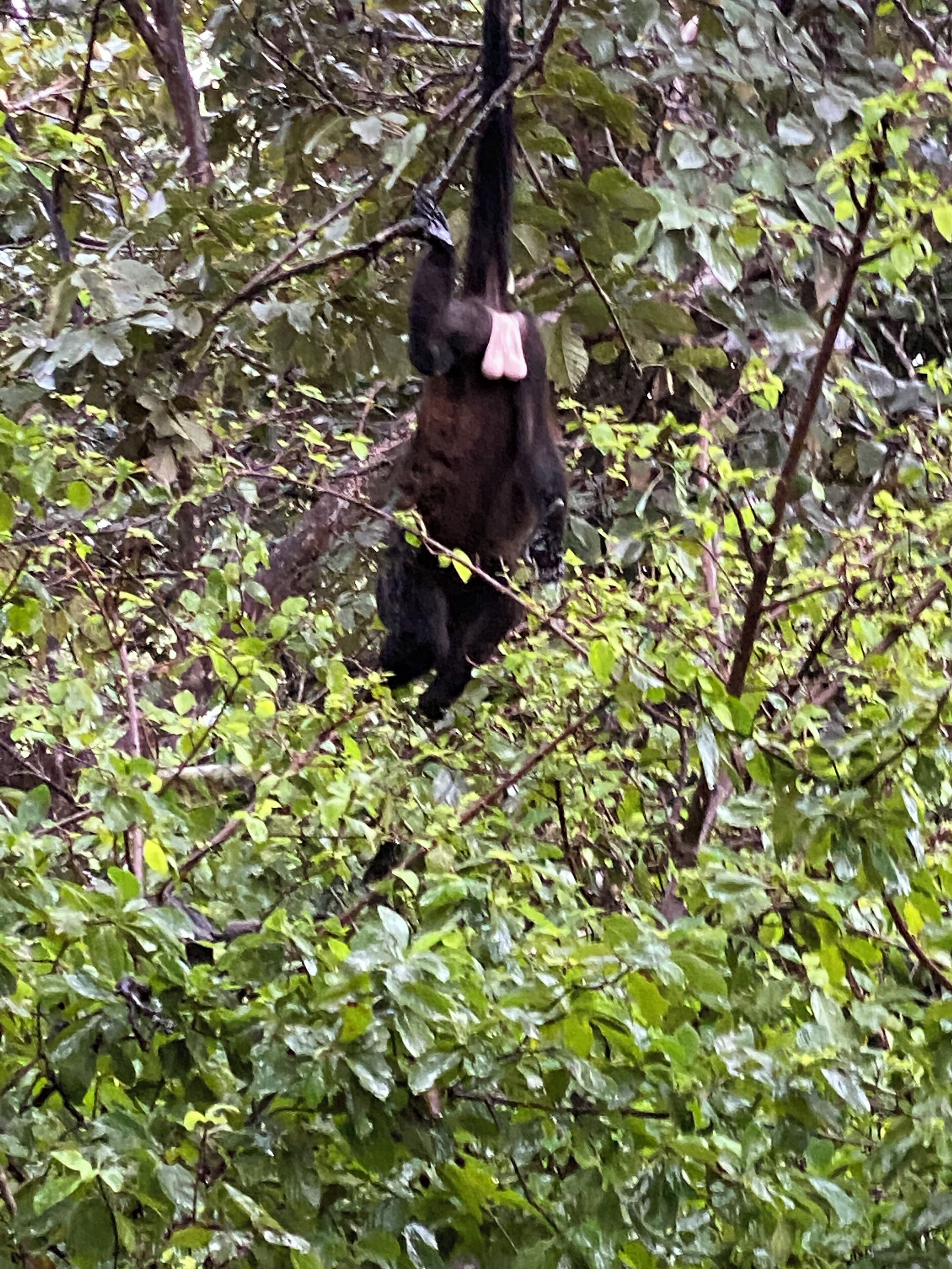 Un oso negro en un bosque frondoso de follaje verde.