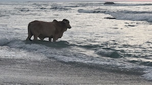 A cow standing in shallow water near a rocky outcrop. - Finca Avellanas  (Tamarindo)