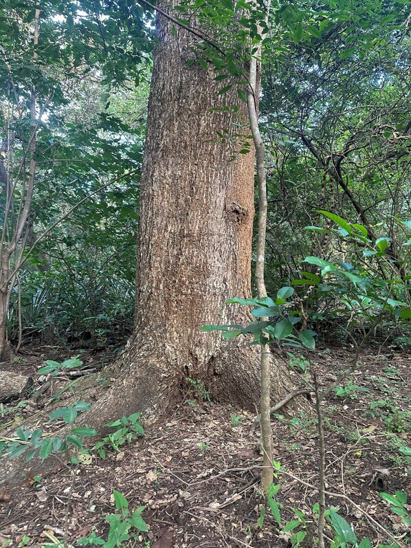 Un tronco de árbol grande rodeado de follaje denso y matorrales.