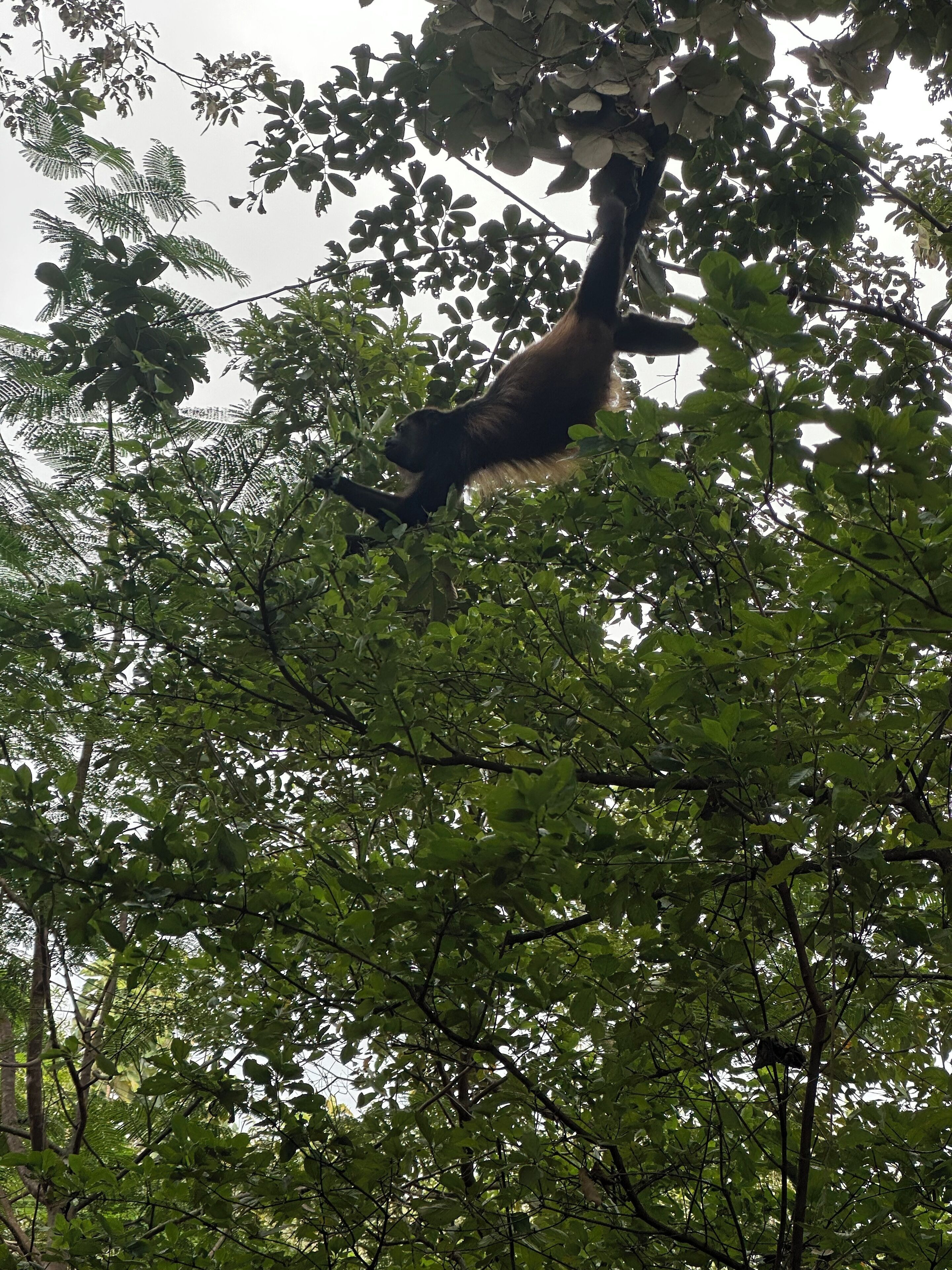 Un singe suspendu à une branche d’arbre, au milieu d’un feuillage dense.