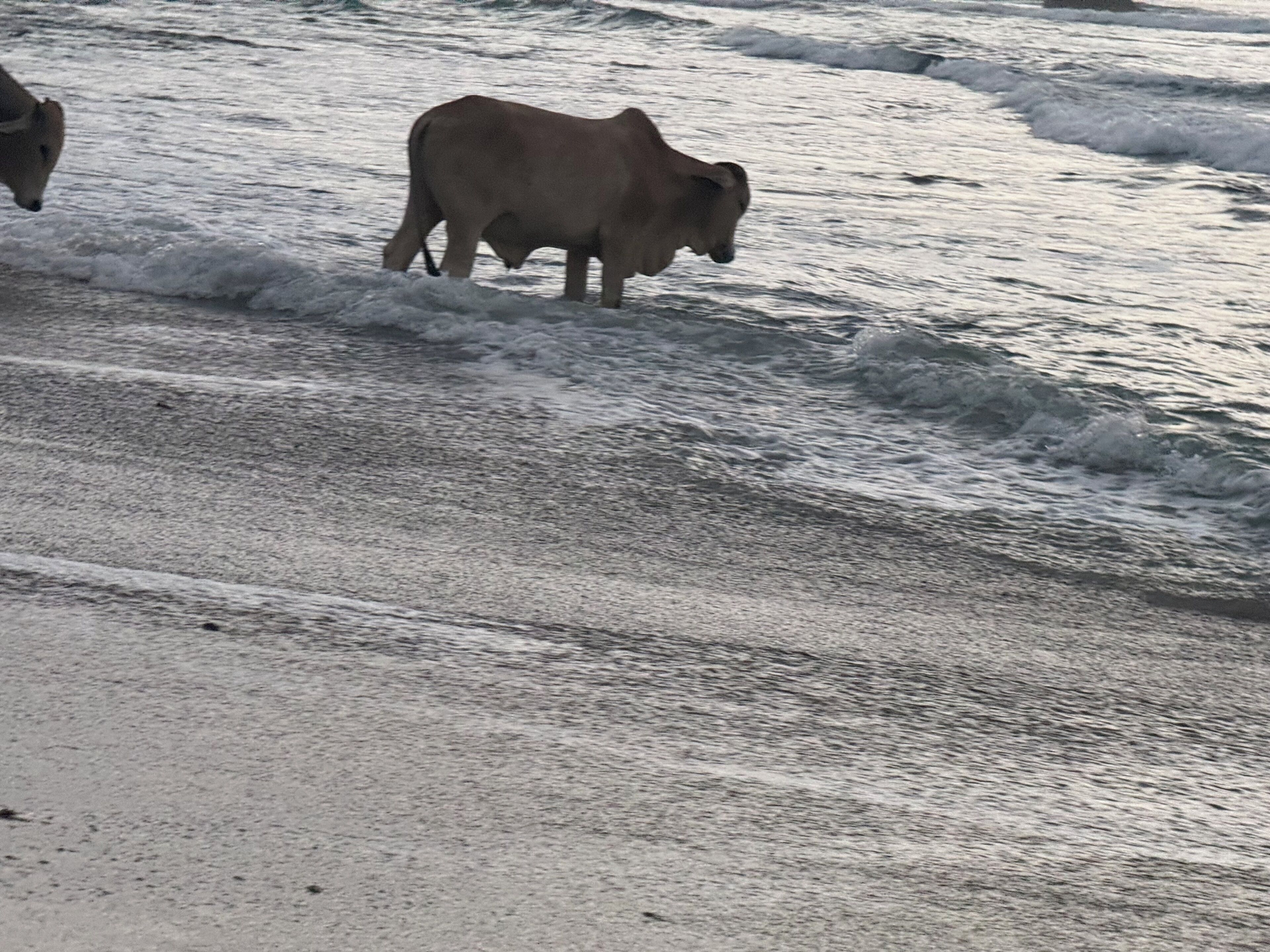 Een strand met een koe in het water.
