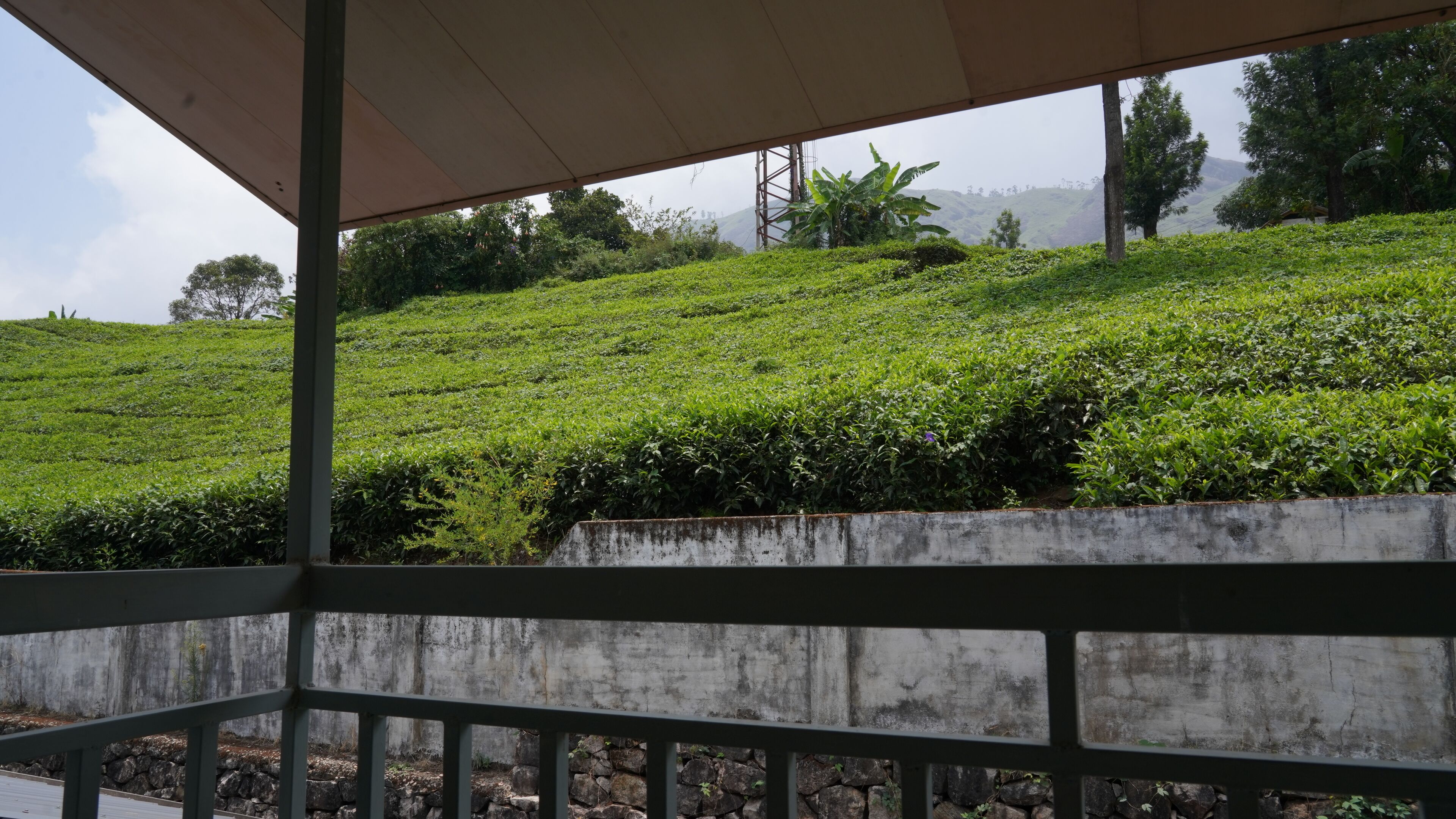 A terrace with a view of a lush green tea plantation.