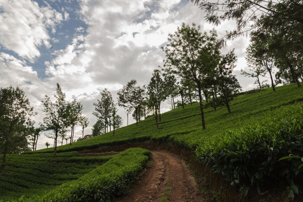Paisaje rural con un sendero de tierra serpenteando entre campos de té escalonados y árboles dispersos.