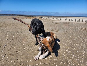 Playa