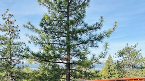 A deck with wicker furniture and a red railing, overlooking a forested area. - Mountain Views Condo | Community Pool & Hot Tub (Zephyr Cove)