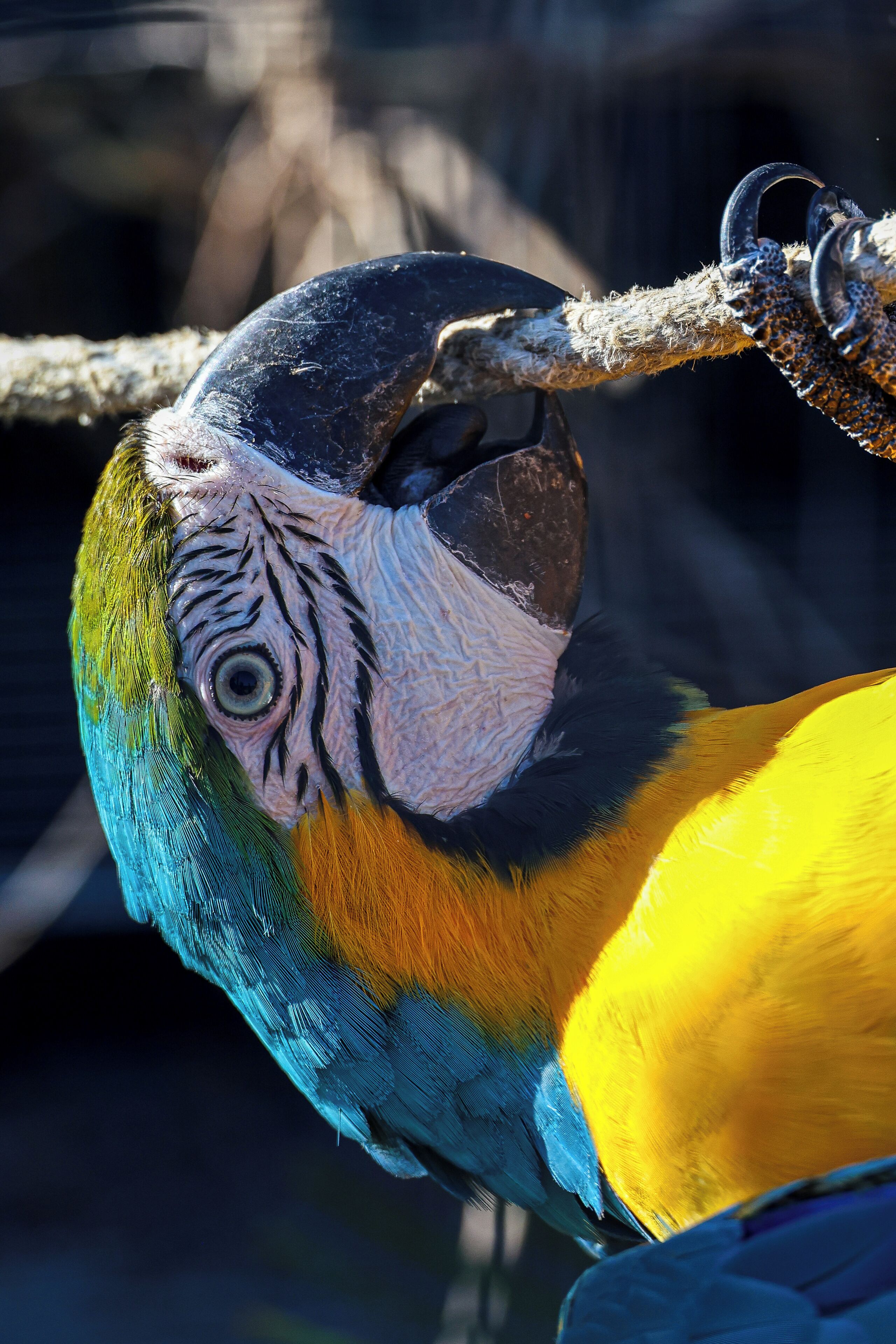 Primer plano de un loro con plumas de azul, amarillo y verde intenso, posado en una rama.